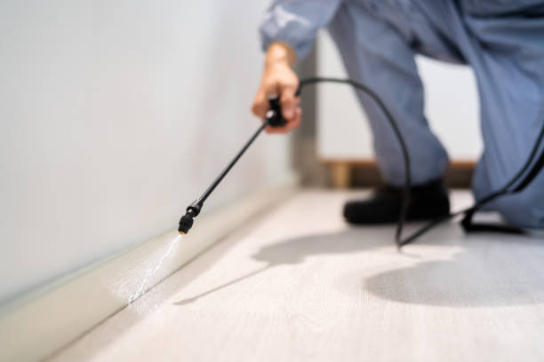 Certified termite inspector examining foundation in Kingstown