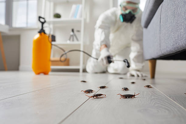 Commercial Kitchen Cockroach Control in Kingstown